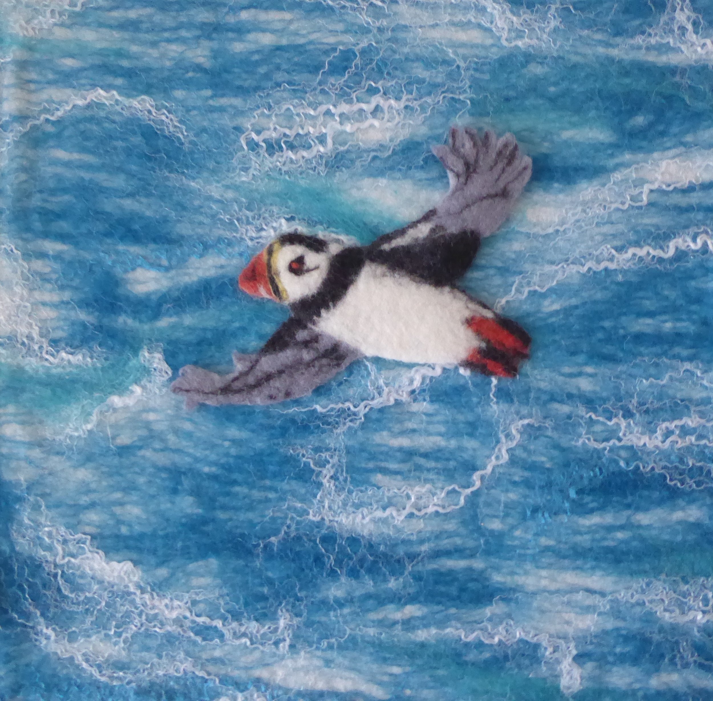 Flying home to nest, Isles of Scilly