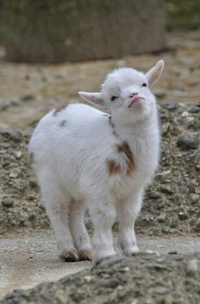 “Oh you like FREE stuff? Well do I got a deal for you”.