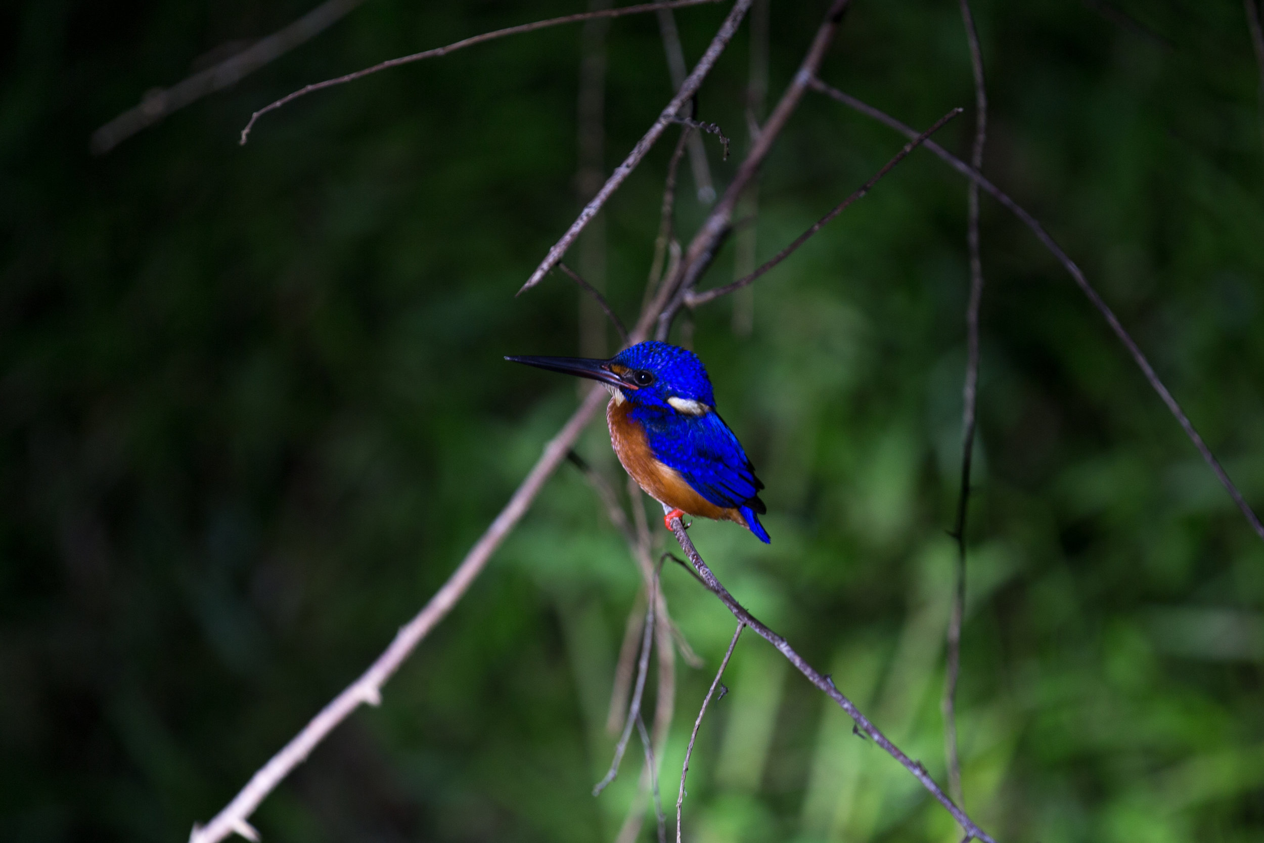 IMG_3230.jpg