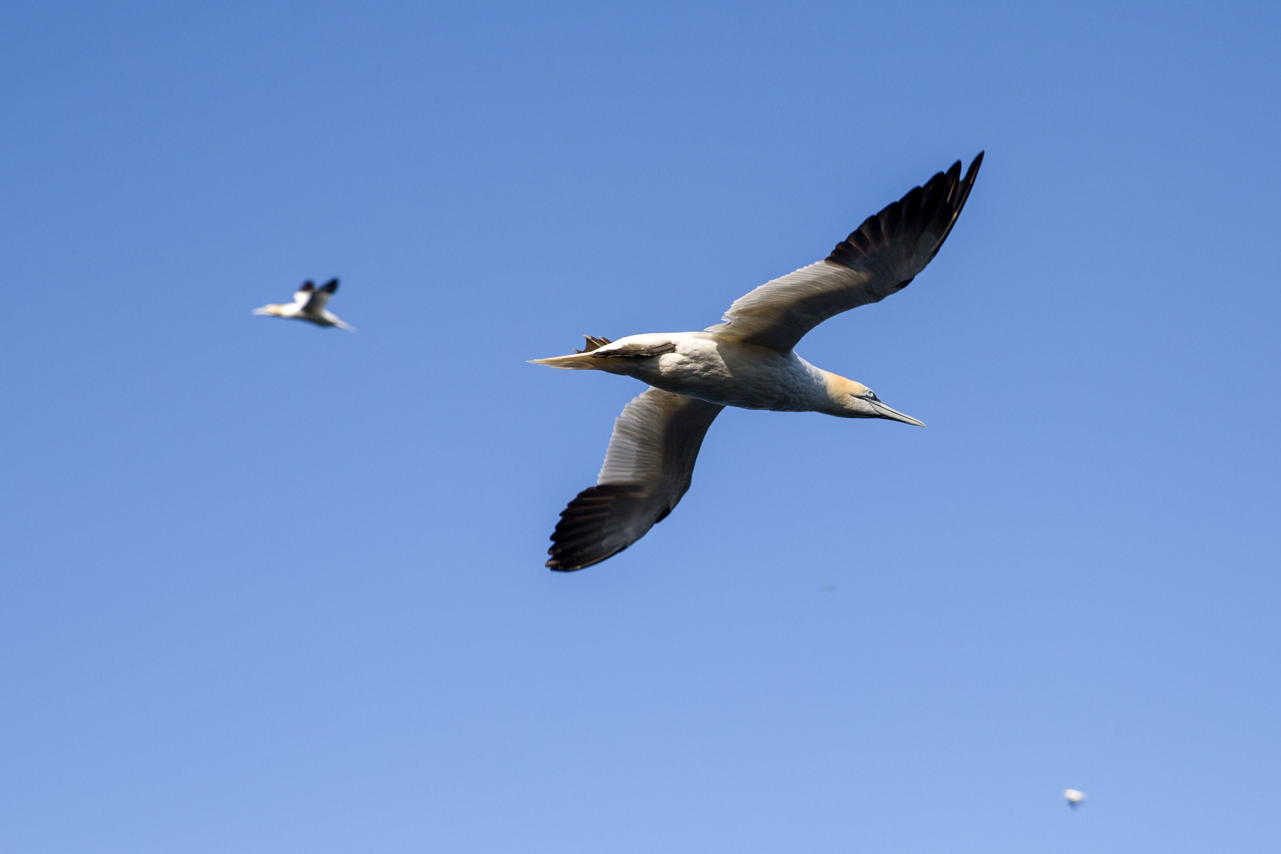 Common Gannet