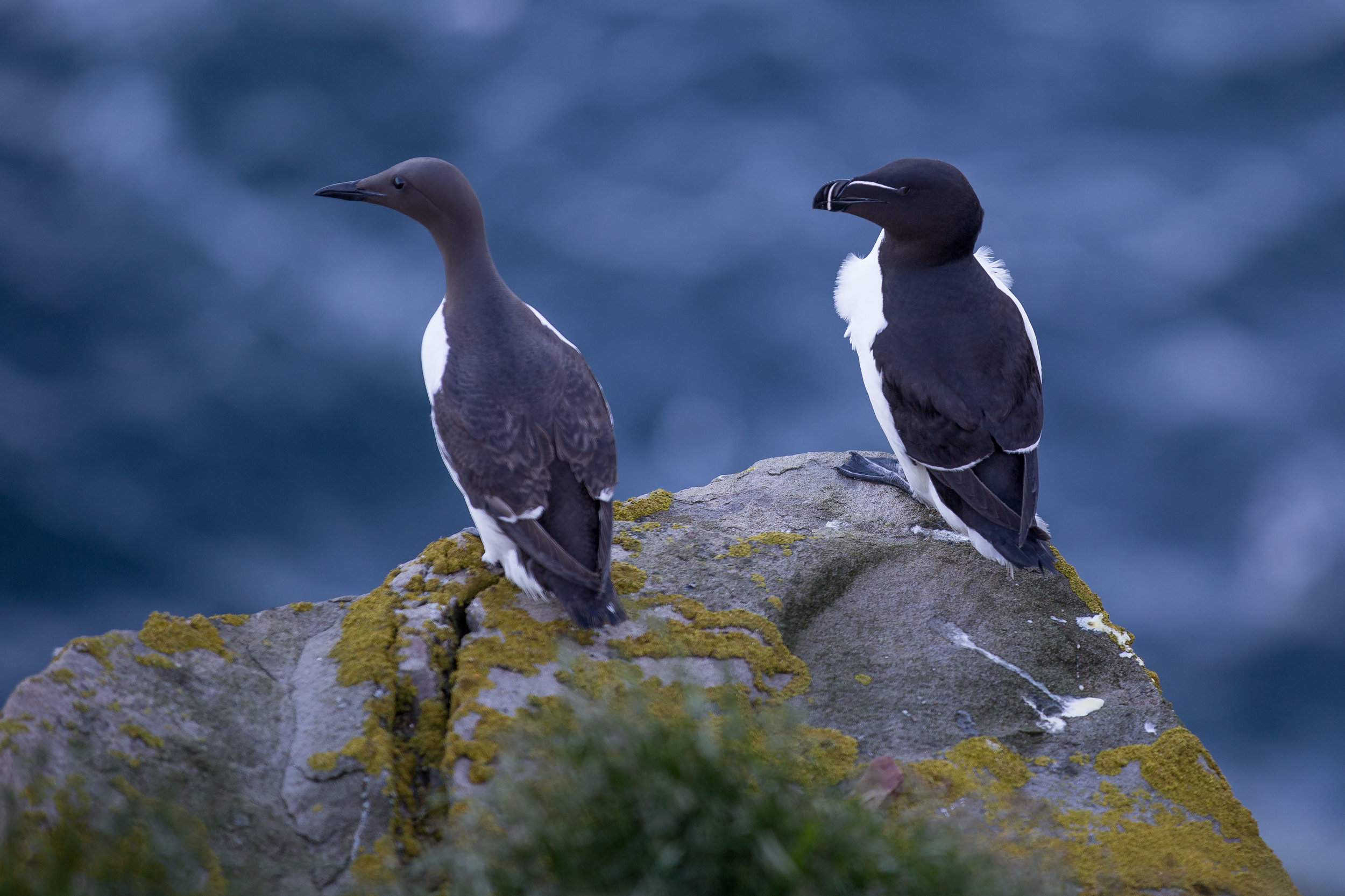 Common Murre and Razorbill