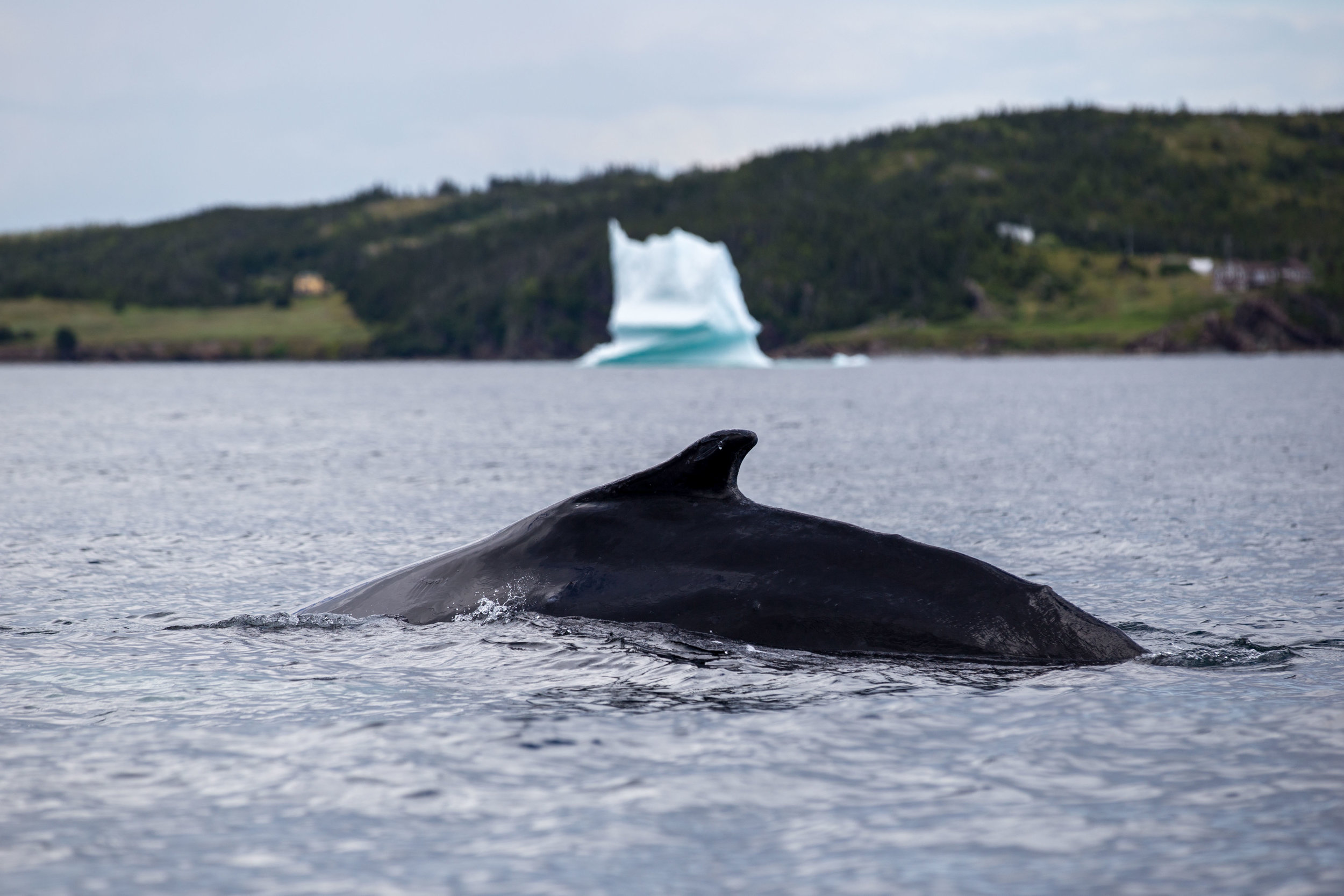 Humpack Whale