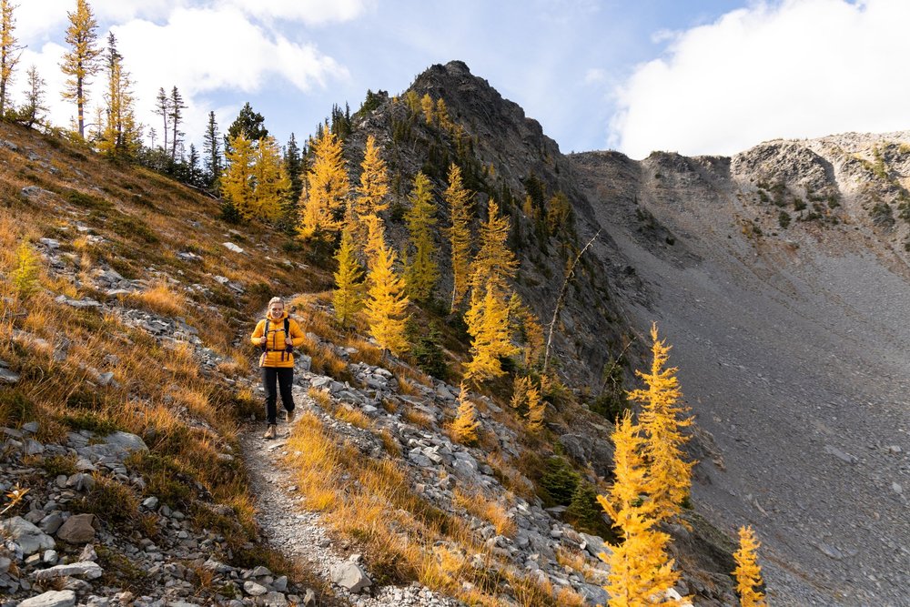 Tanglefoot Larch Madness