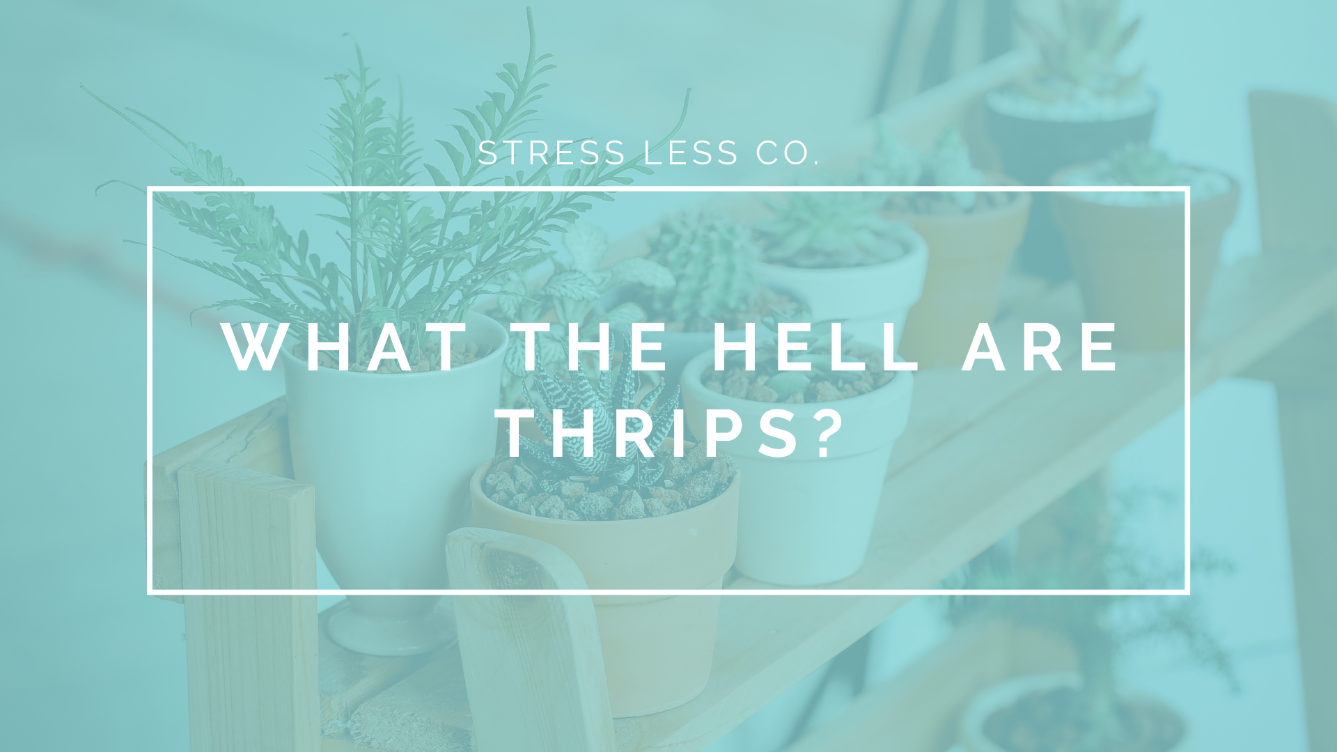 What the hell are THRIPS?