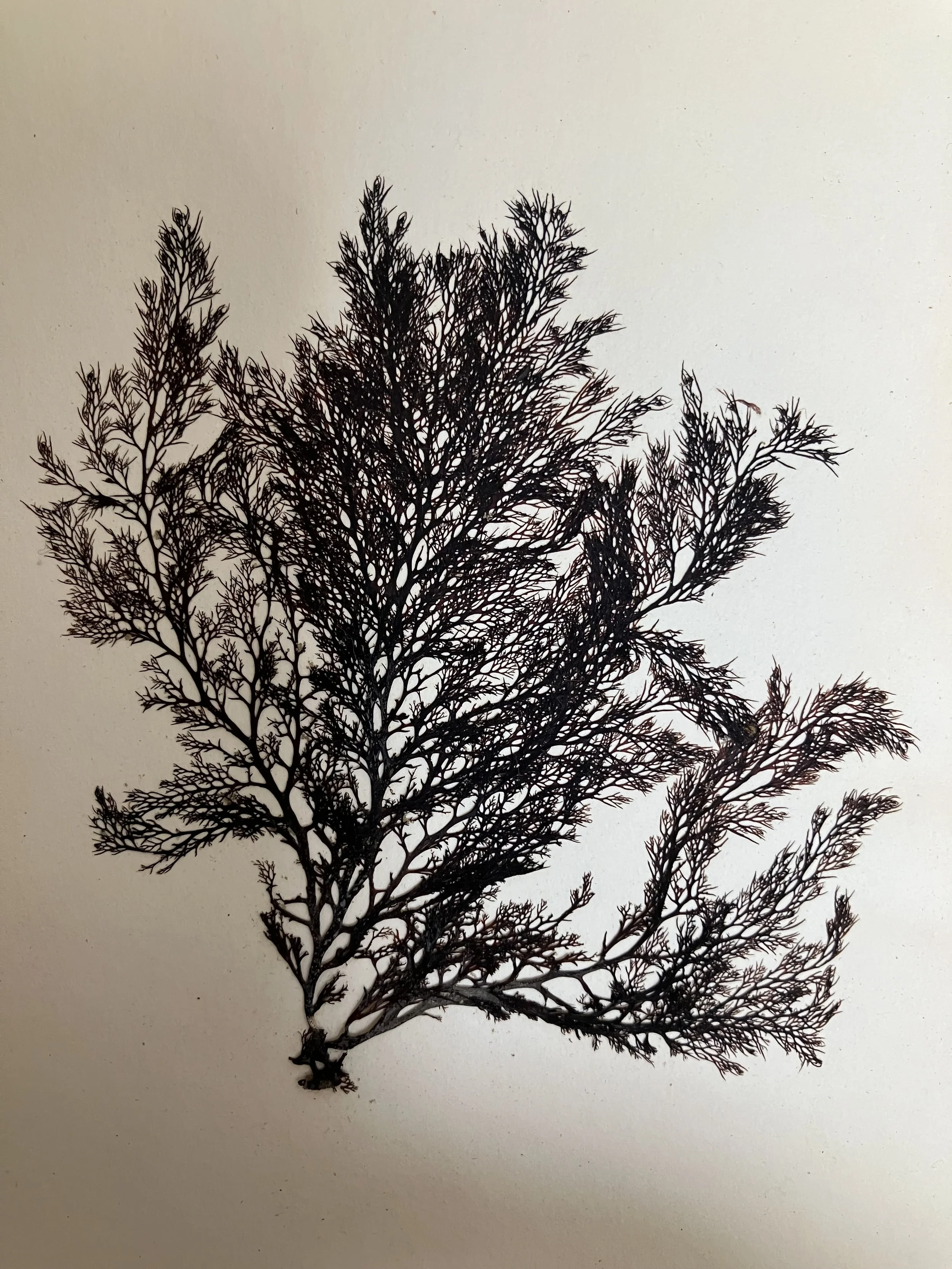 Seaweed Art Workshop - Decorating Candles and Note Cards