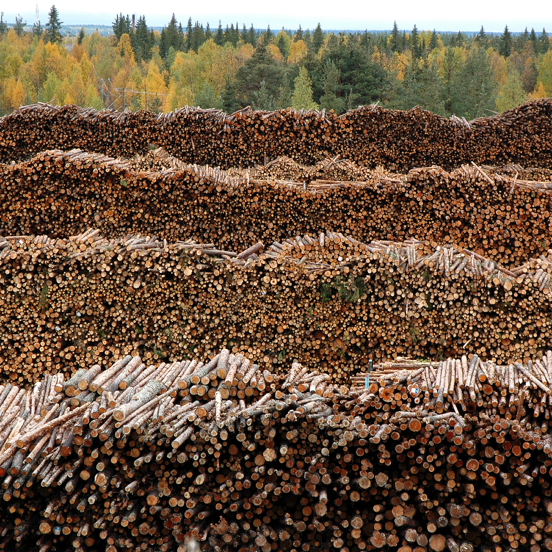 Tree-logs-by-Johannes-Kraak-Downloaded-from-500px.jpg