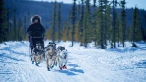 DAQ | A Day with the Dogs