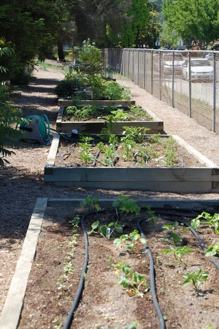 gardenclub3.jpg