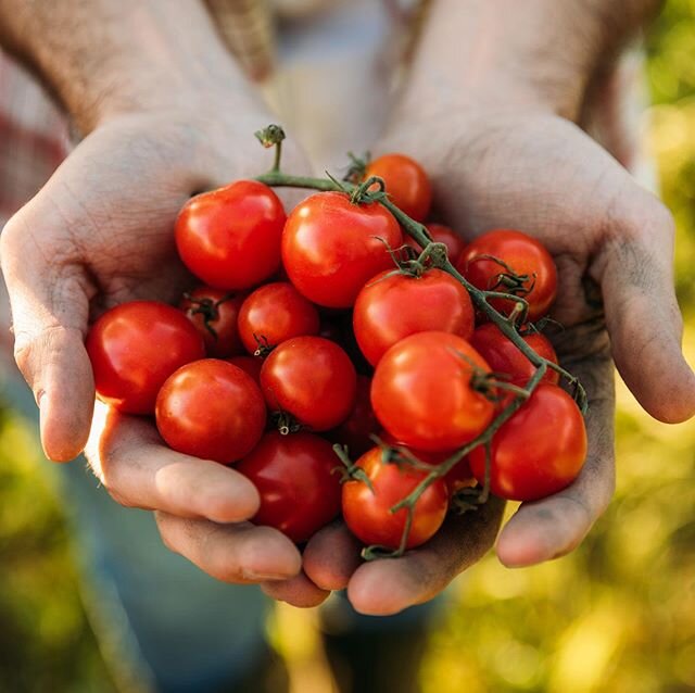 Love you from my head ... tomatoes.

www.cashmeresystems.com

#tomatoes #tomato #tomatosauce #food #instafood #foodislife #foodisbae #fruit #vegetables #sustainablepackaging #sustainability #demandplanning #traceability #environment #vegan #veganfood