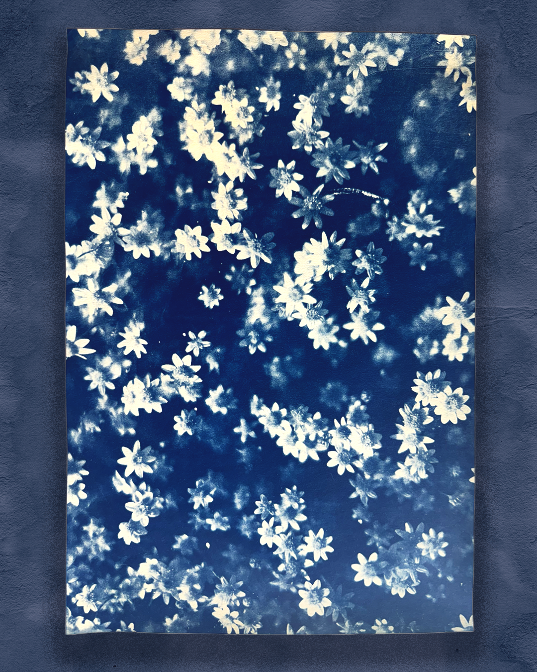 Parallel Botany - Goldfield