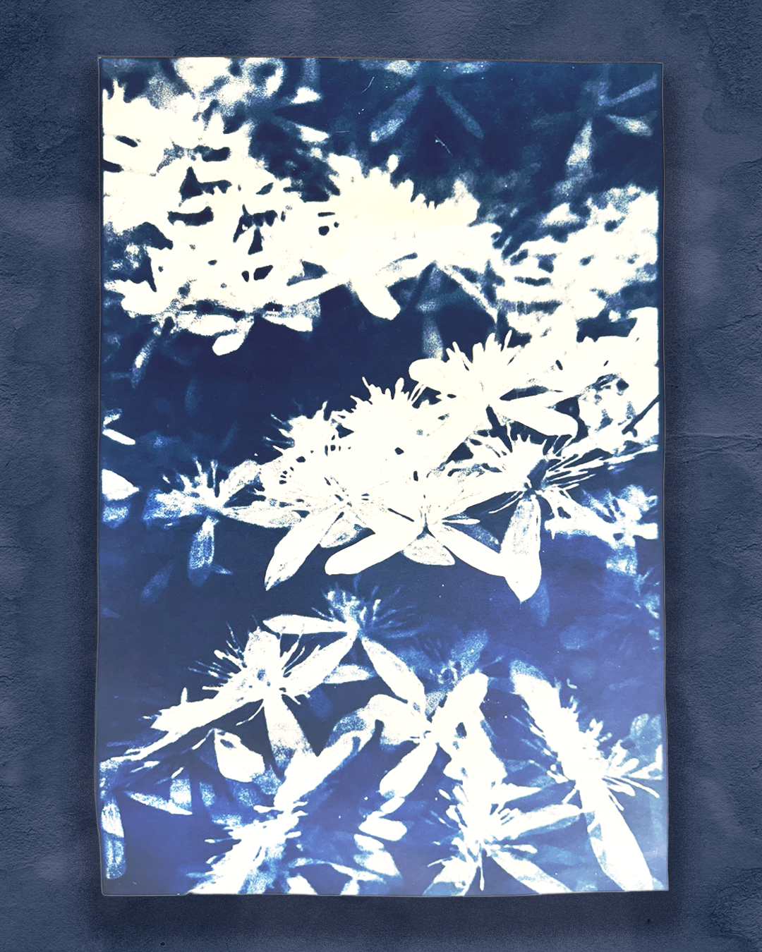 Parallel Botany - Honeysuckle