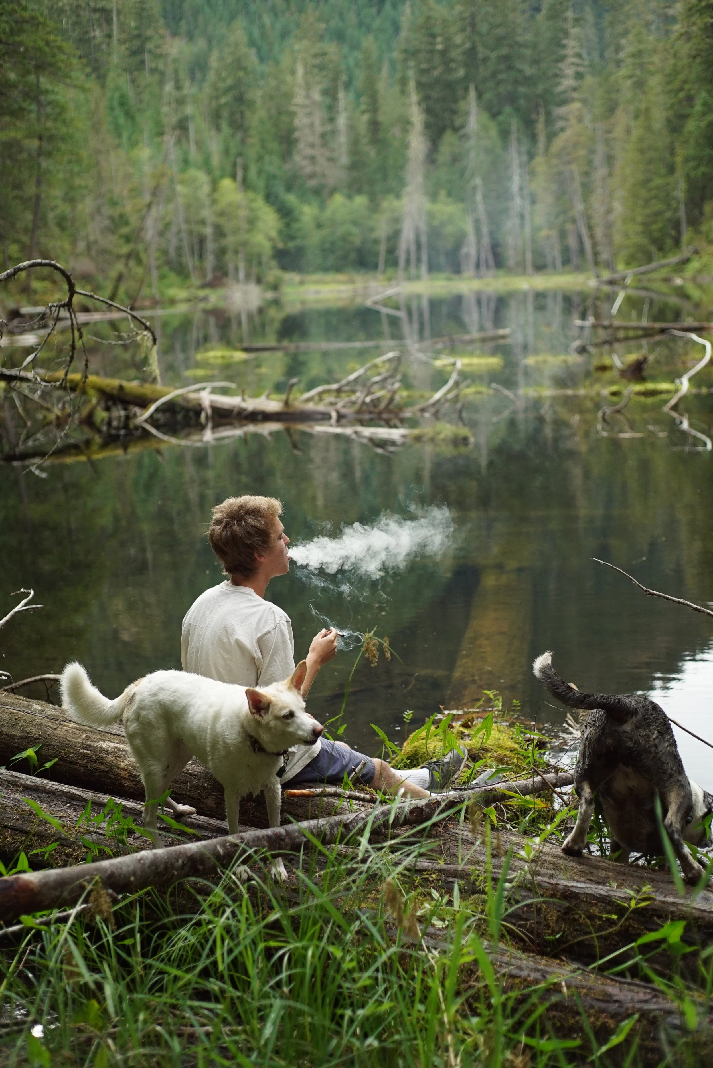 Olympic National Forest 