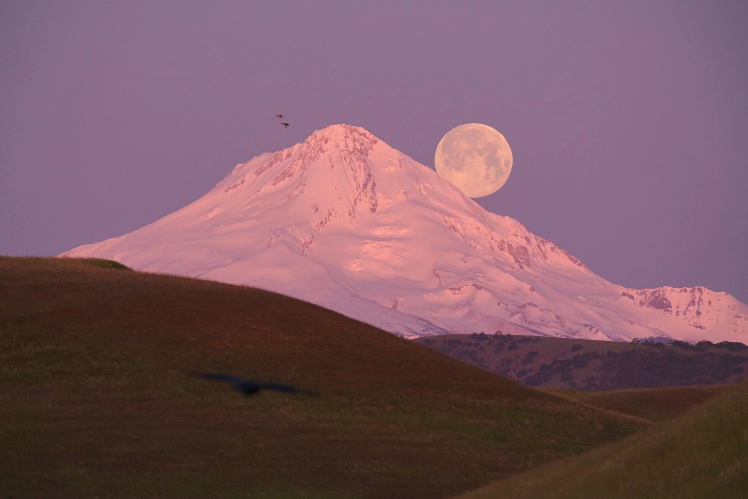 Lavender Moonset