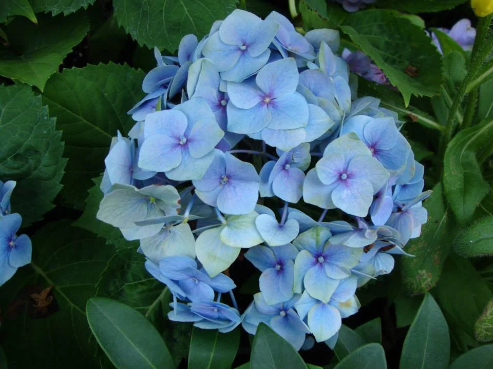 Flower2.jpg