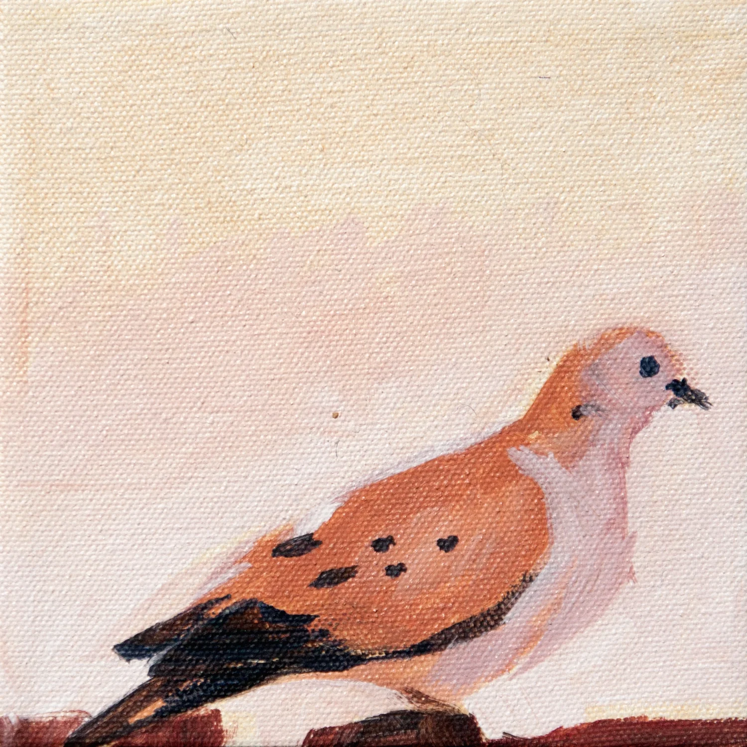 Mourning Dove