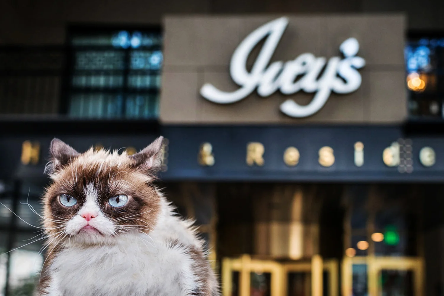 grumpy-cat1.jpg