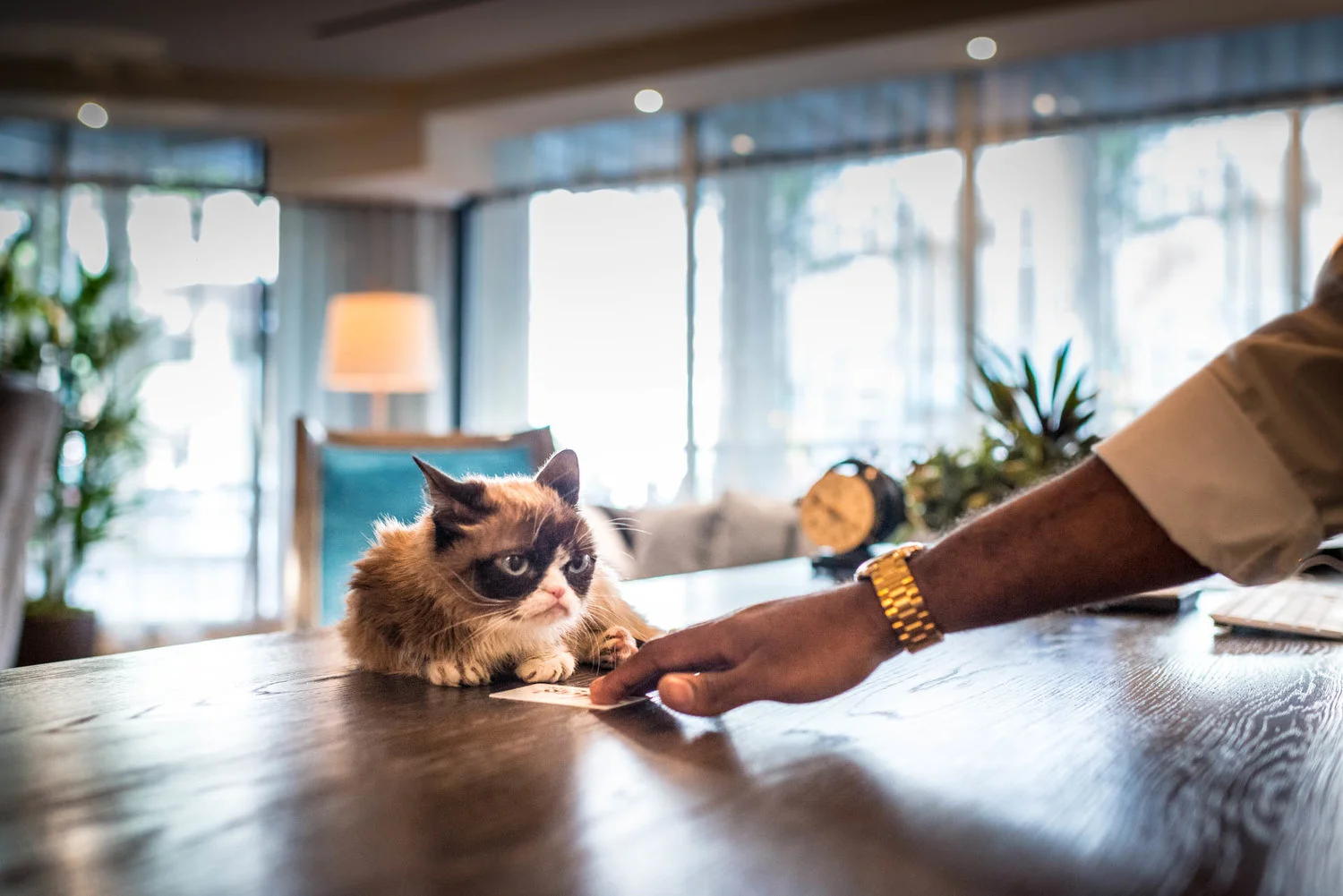 grumpy-cat2.jpg