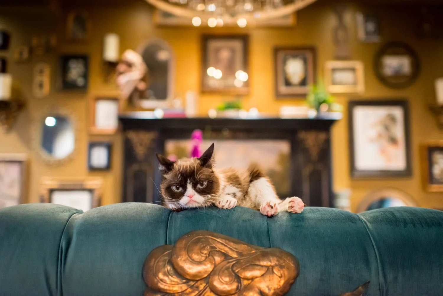 grumpy-cat7.jpg
