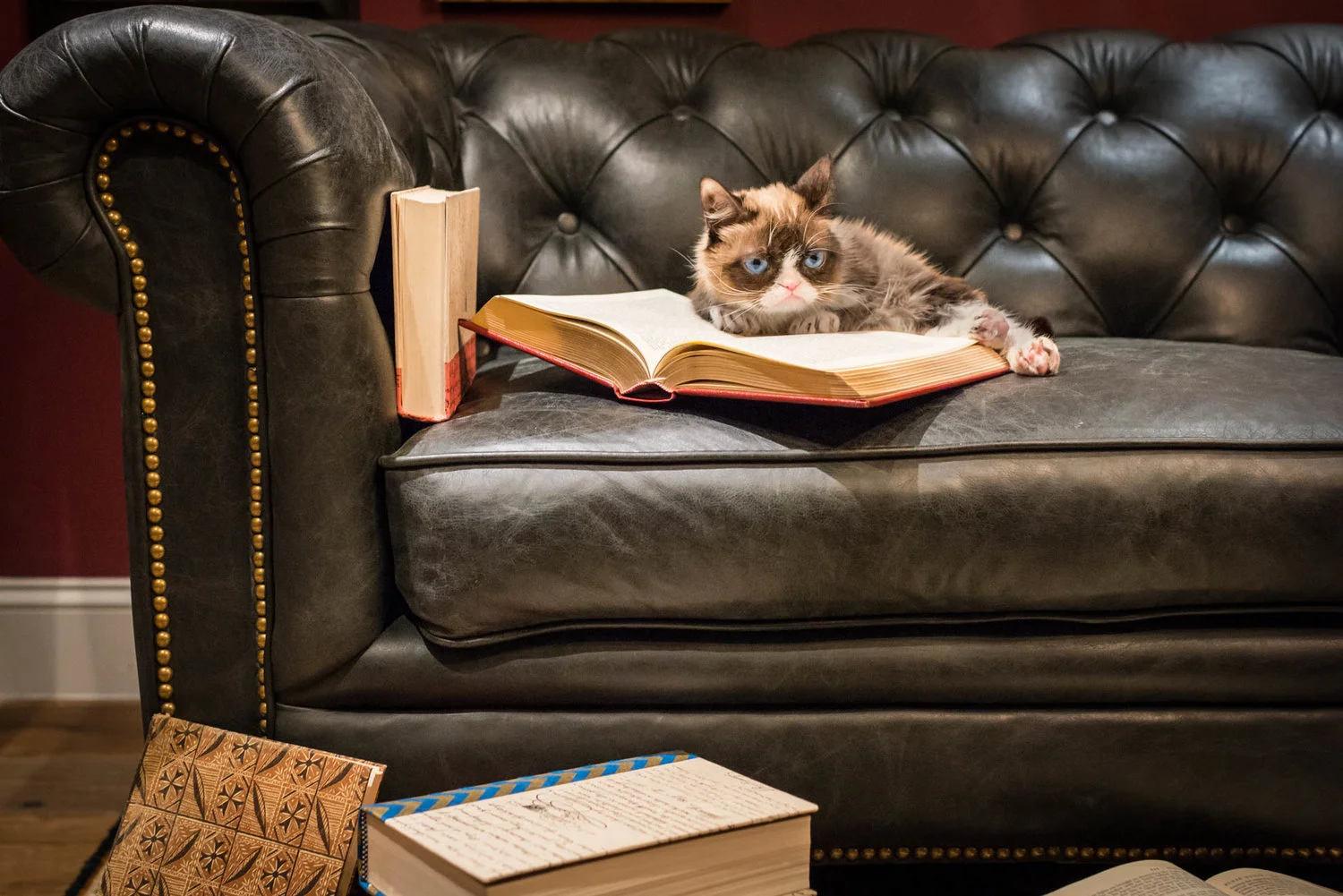 grumpy-cat8.jpg
