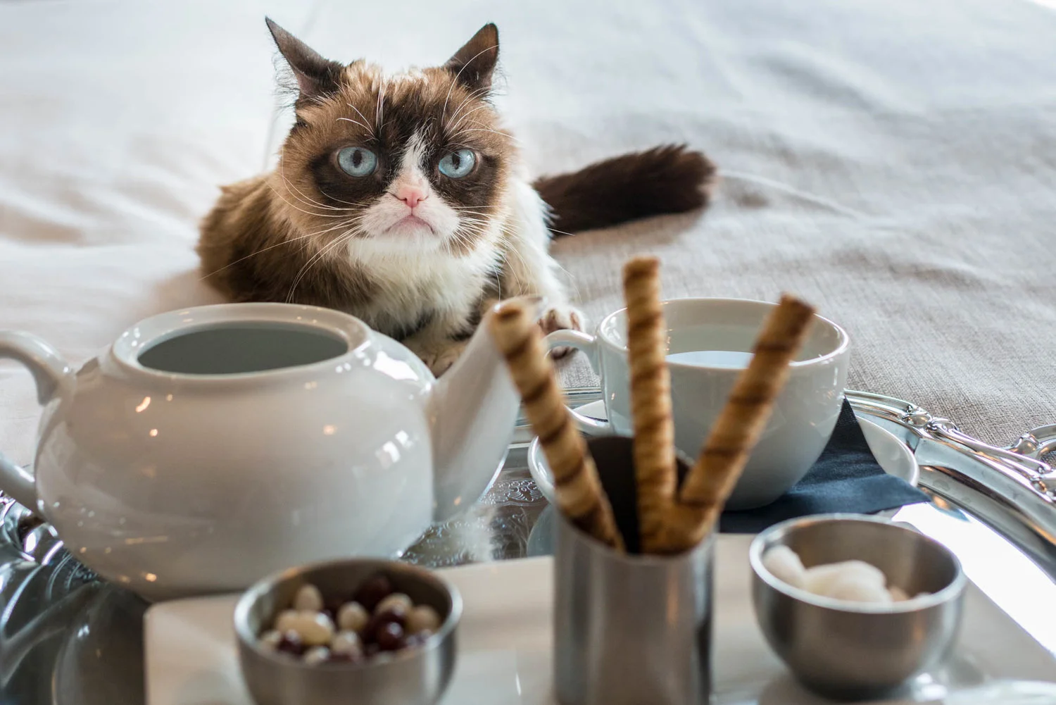 grumpy-cat10.jpg