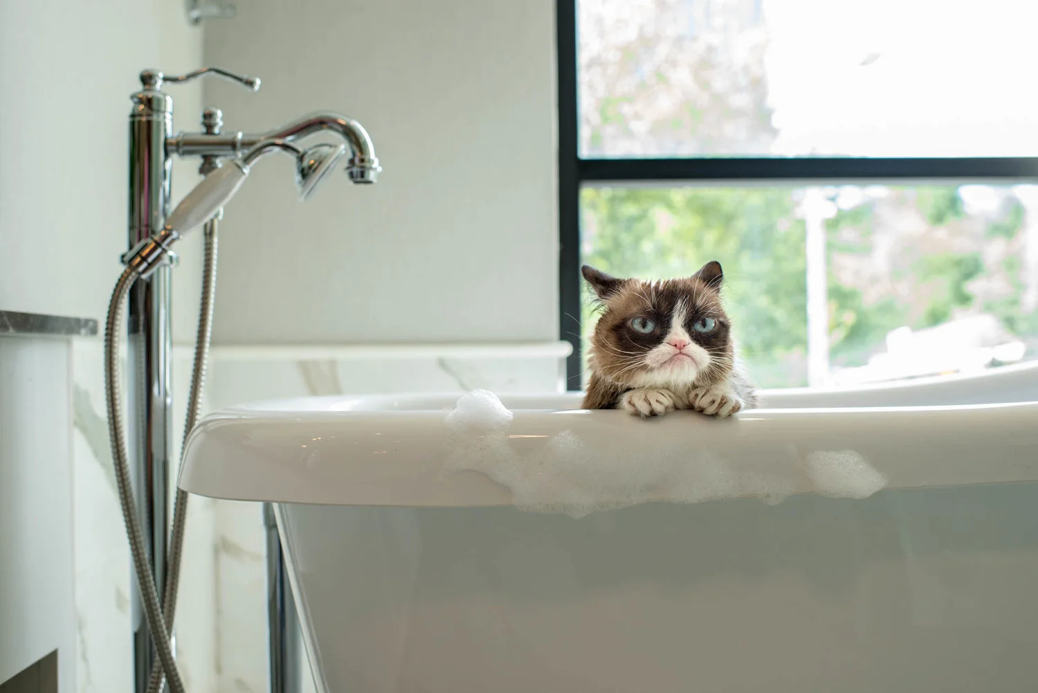 grumpy-cat11.jpg