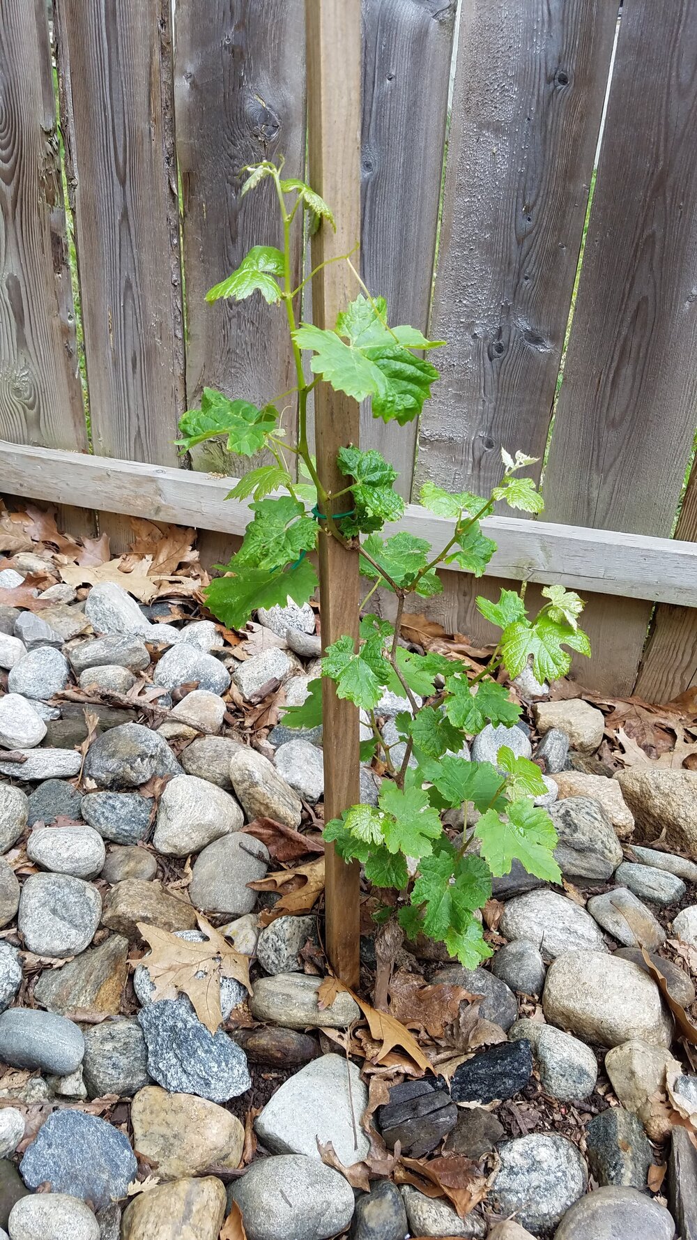 Cabernet Franc Vine