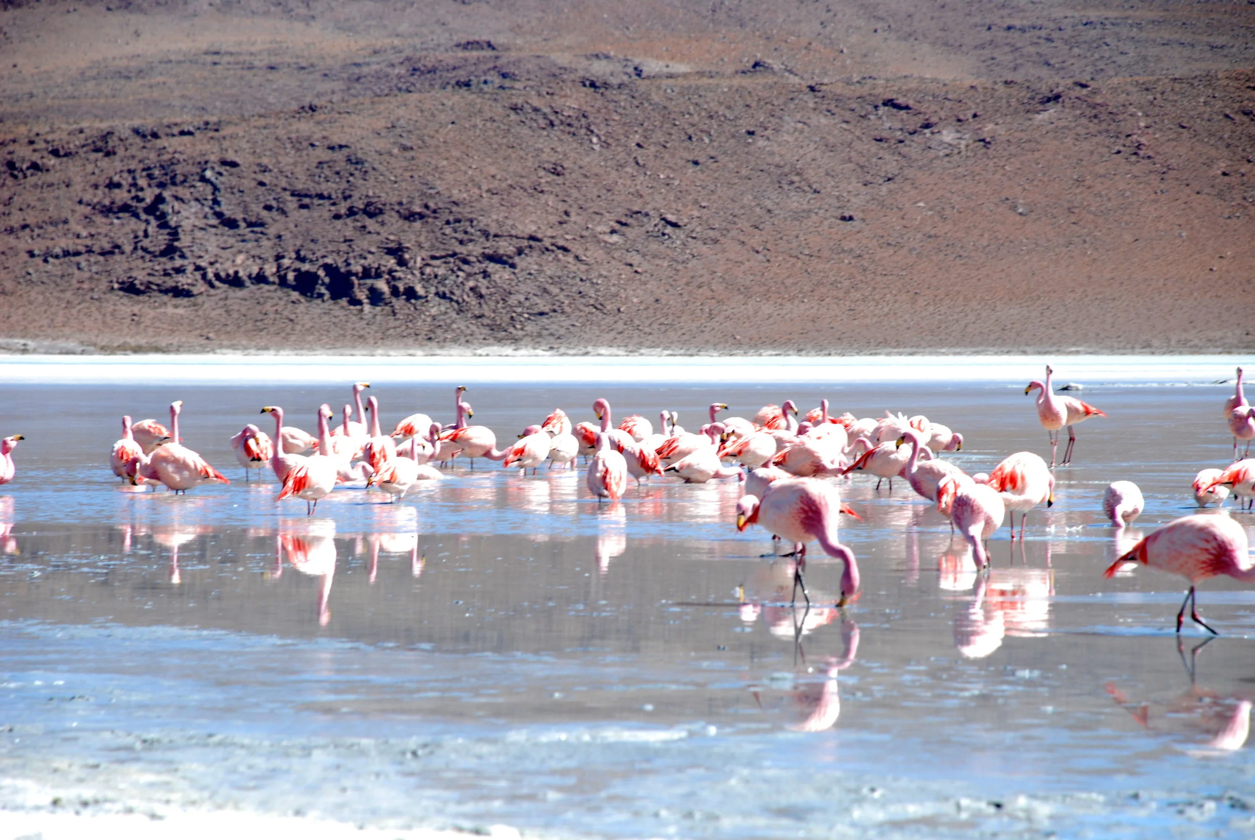 Flamingos in the Great Rann