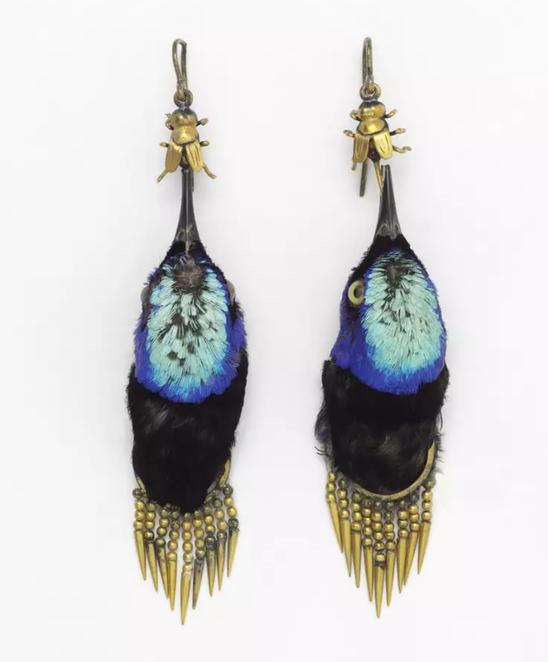 And in the wrong place... Earrings made from heads of Red Legged Honeycreeper birds, circa 1875 