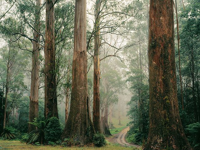 Victoria’s Mountain Ash trees