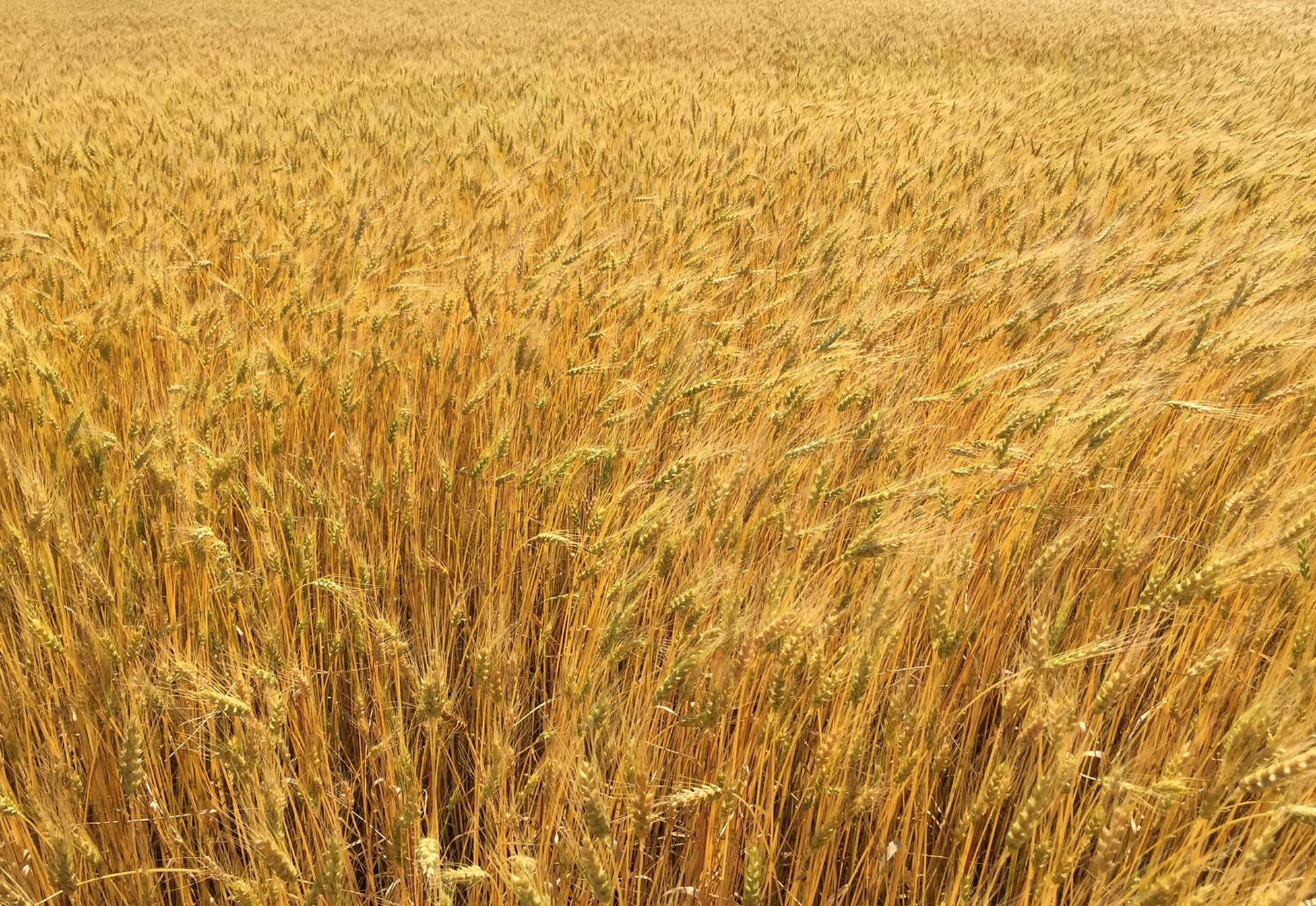 wheat_field_mature.png
