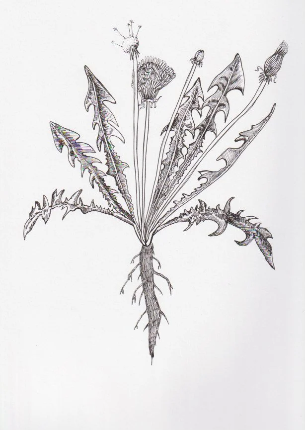Dandelion 2.jpeg