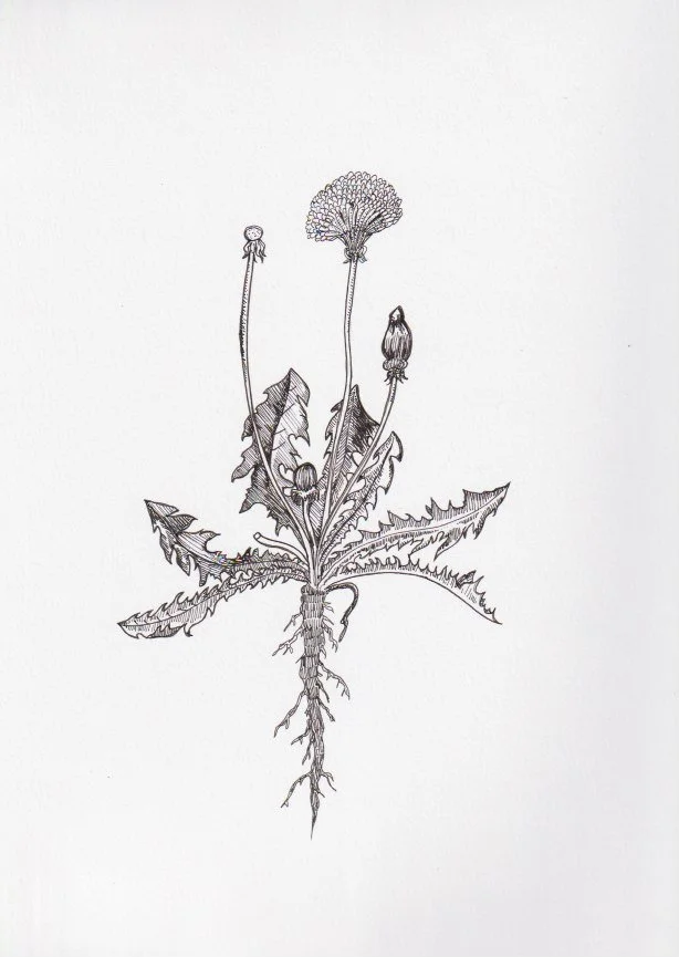 Dandelion 1.jpeg