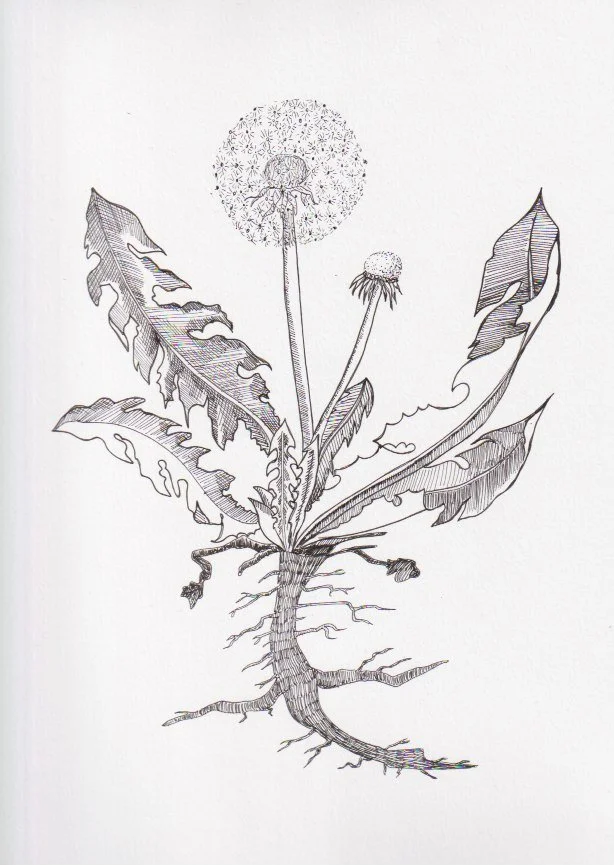 Dandelion 3.jpeg