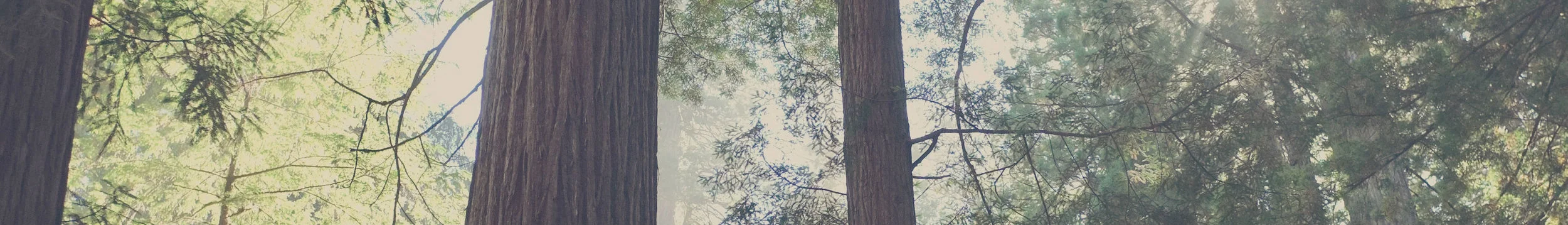 redwood thin slice.jpg