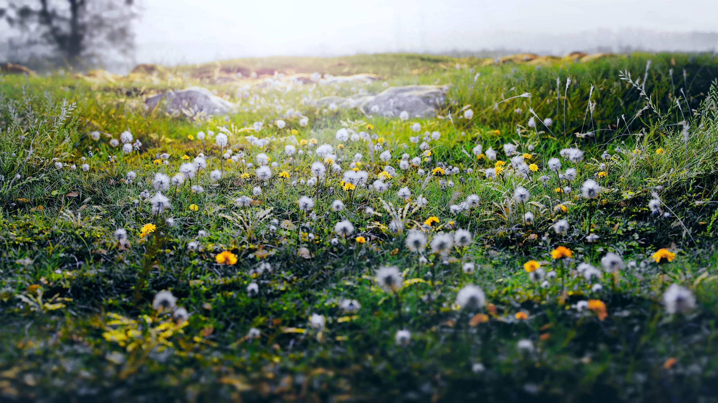 Dandelions_Final32.jpg