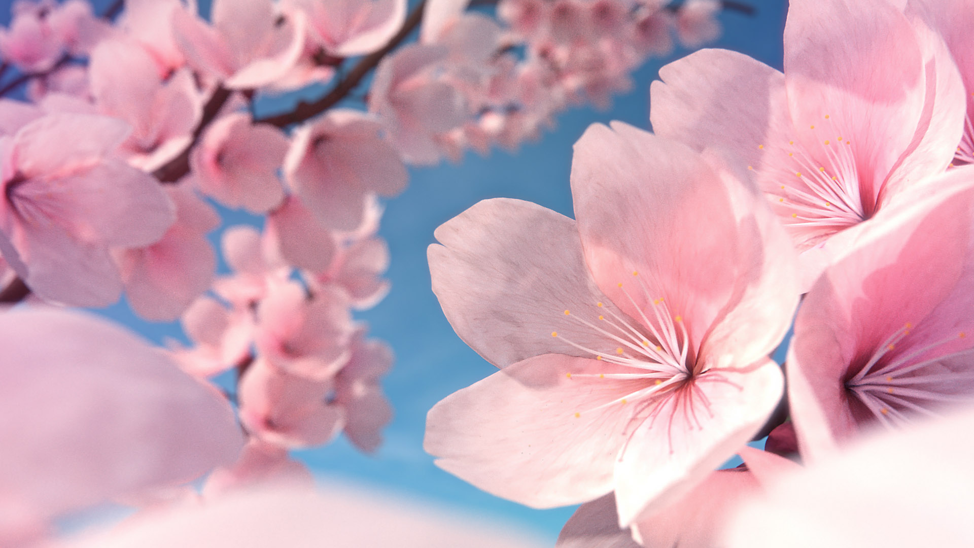 Blossoming flower deals