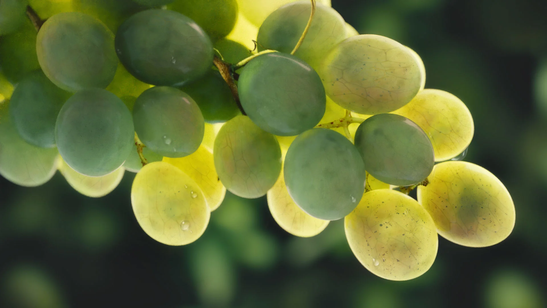 the_grapes.jpg