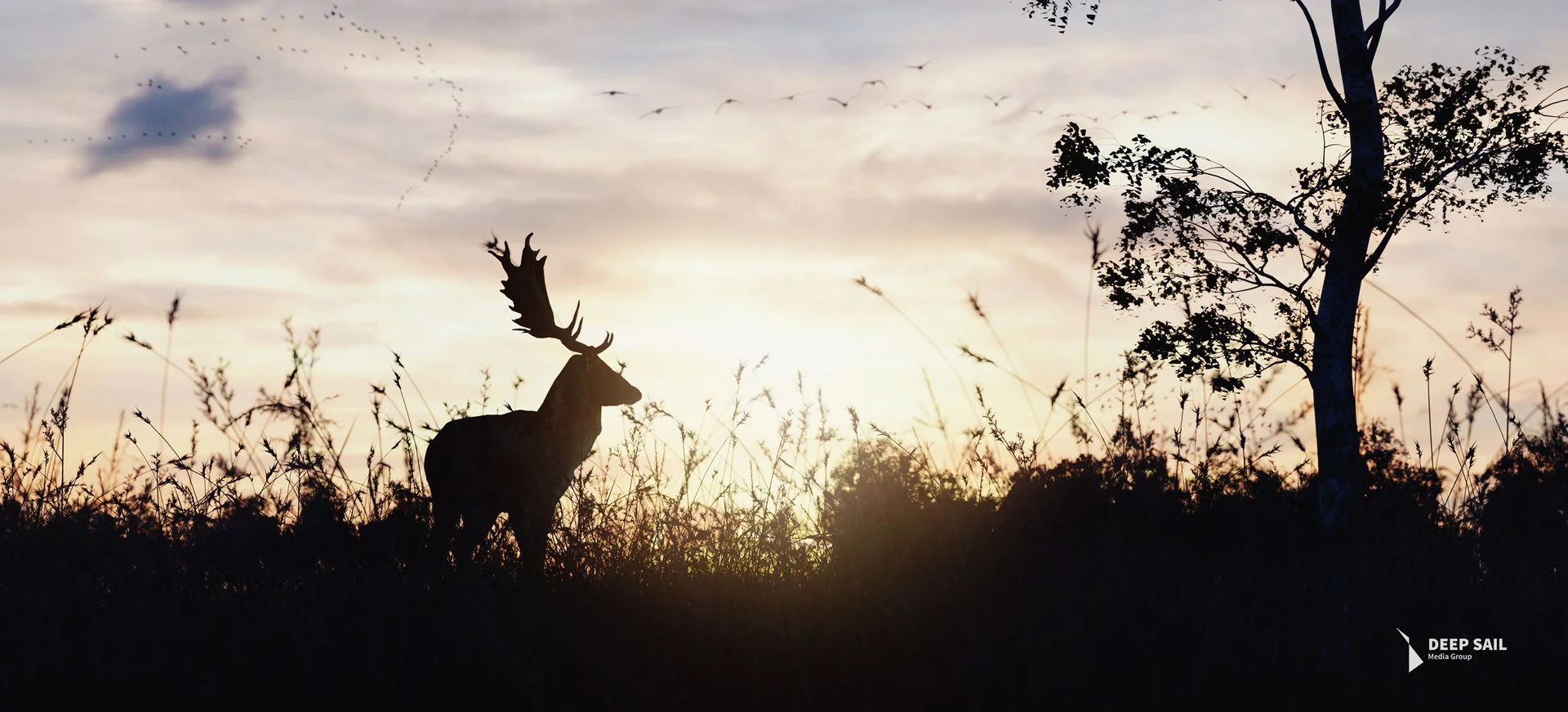 wildlife.jpg