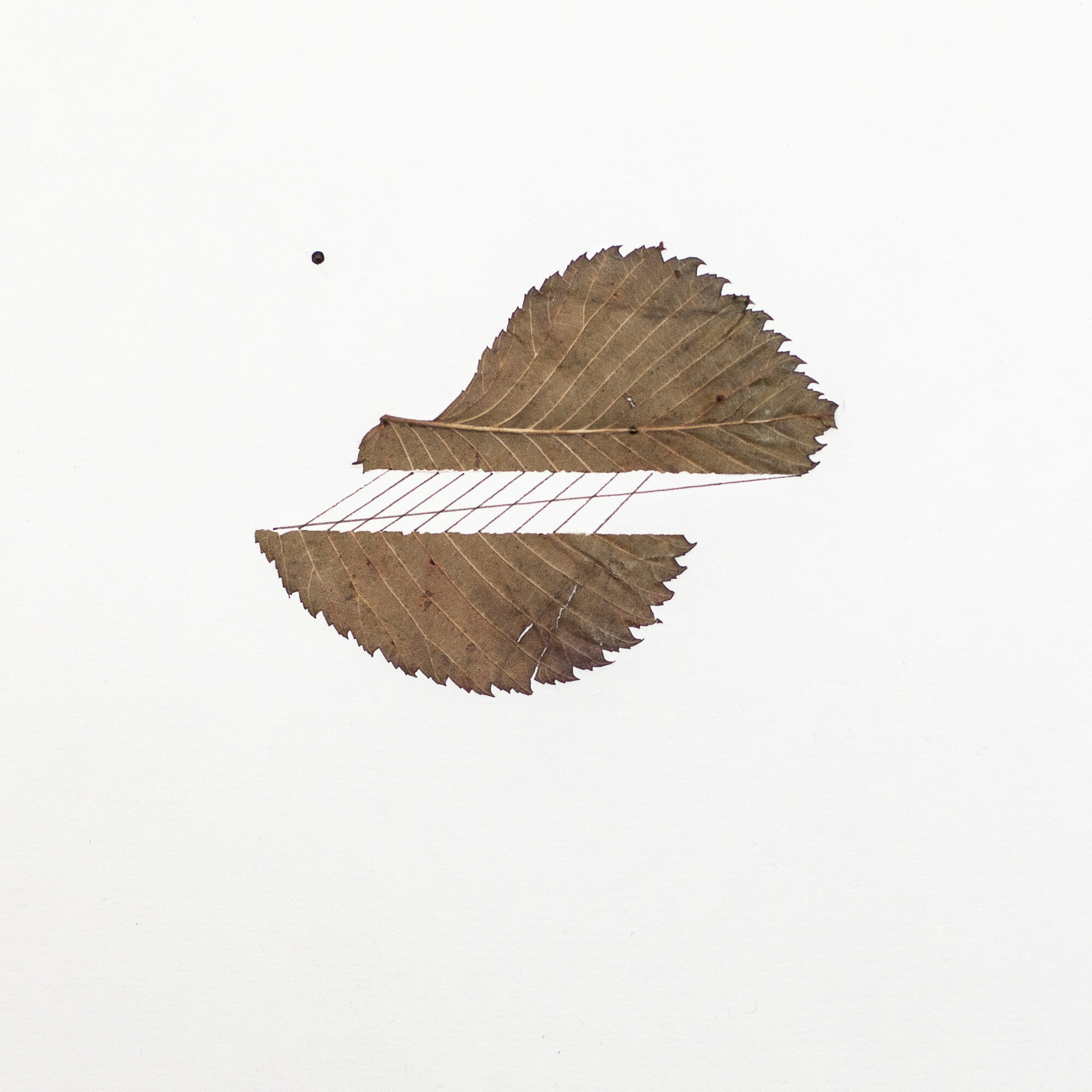   UNTITLED   48x36cm | collage, dried leaves and marker on paper    2015 