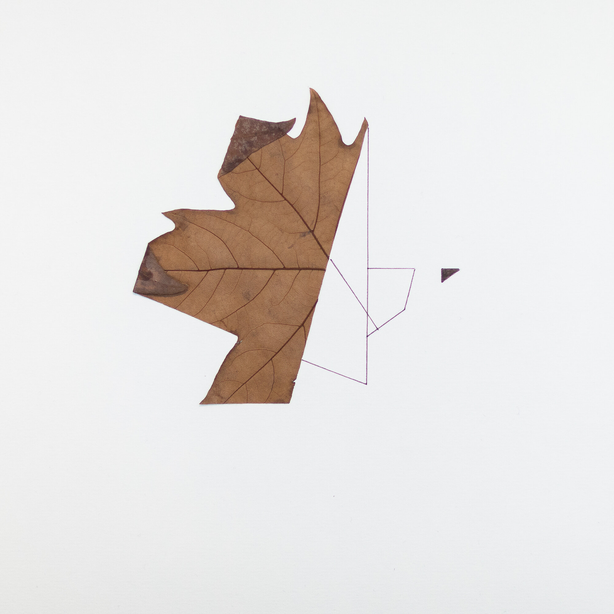   UNTITLED   48x36cm | collage, dried leaves and marker on paper    2015 