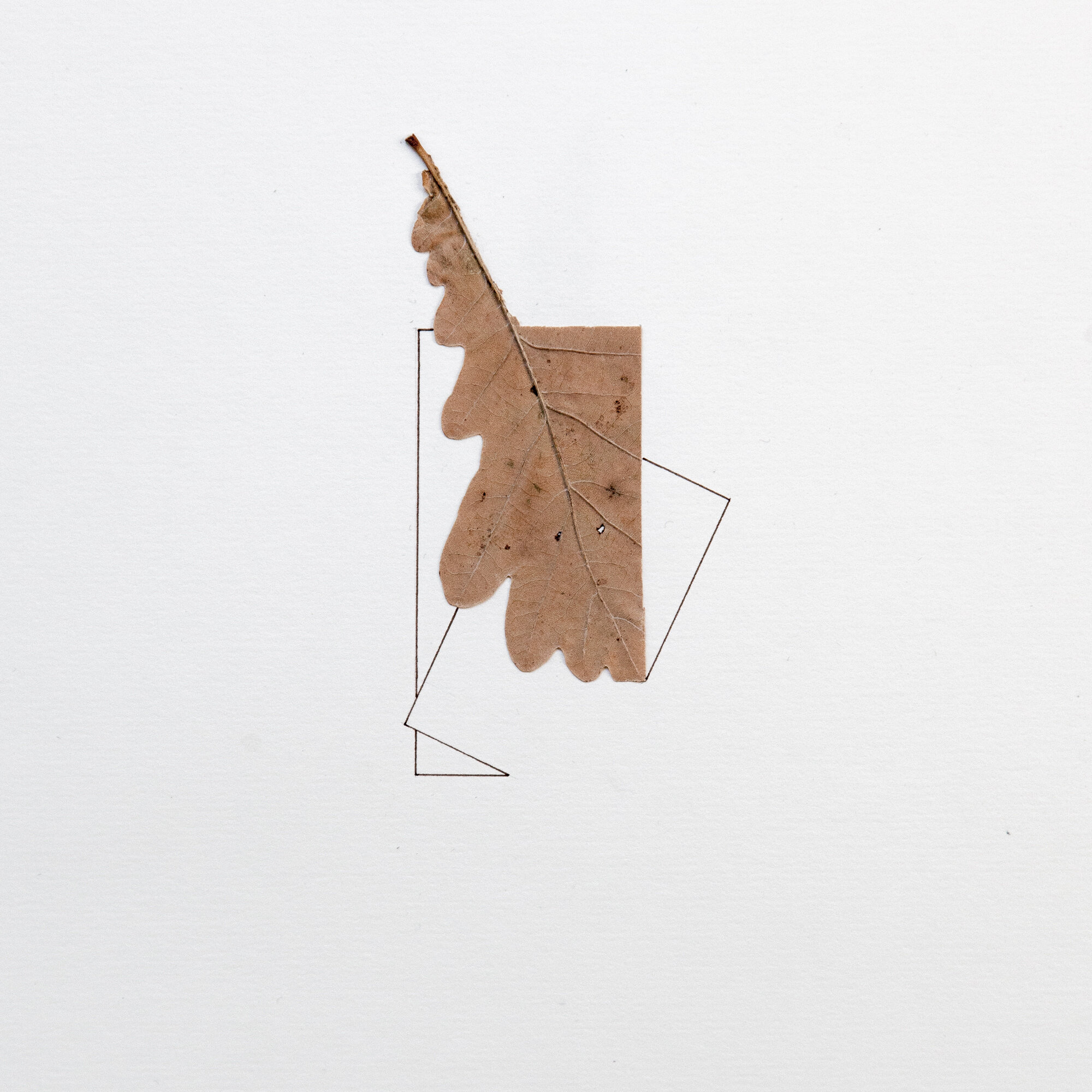   UNTITLED   48x36cm | collage, dried leaves and marker on paper    2015 