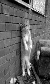 020_cat hanging.jpg