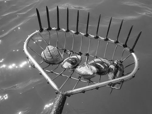062_clamming bull rake.jpg