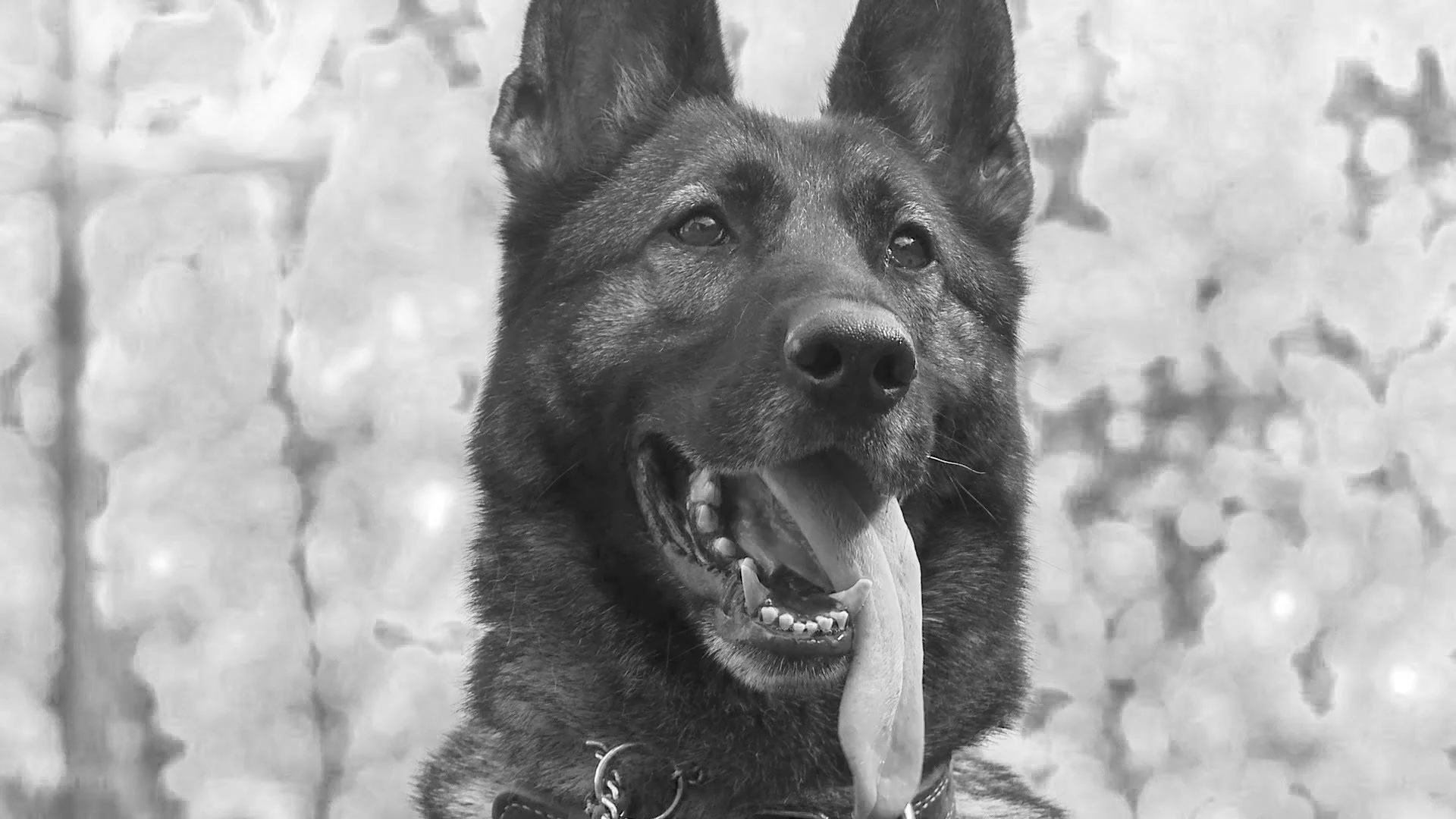 078A_German shepherd tongue out.jpg