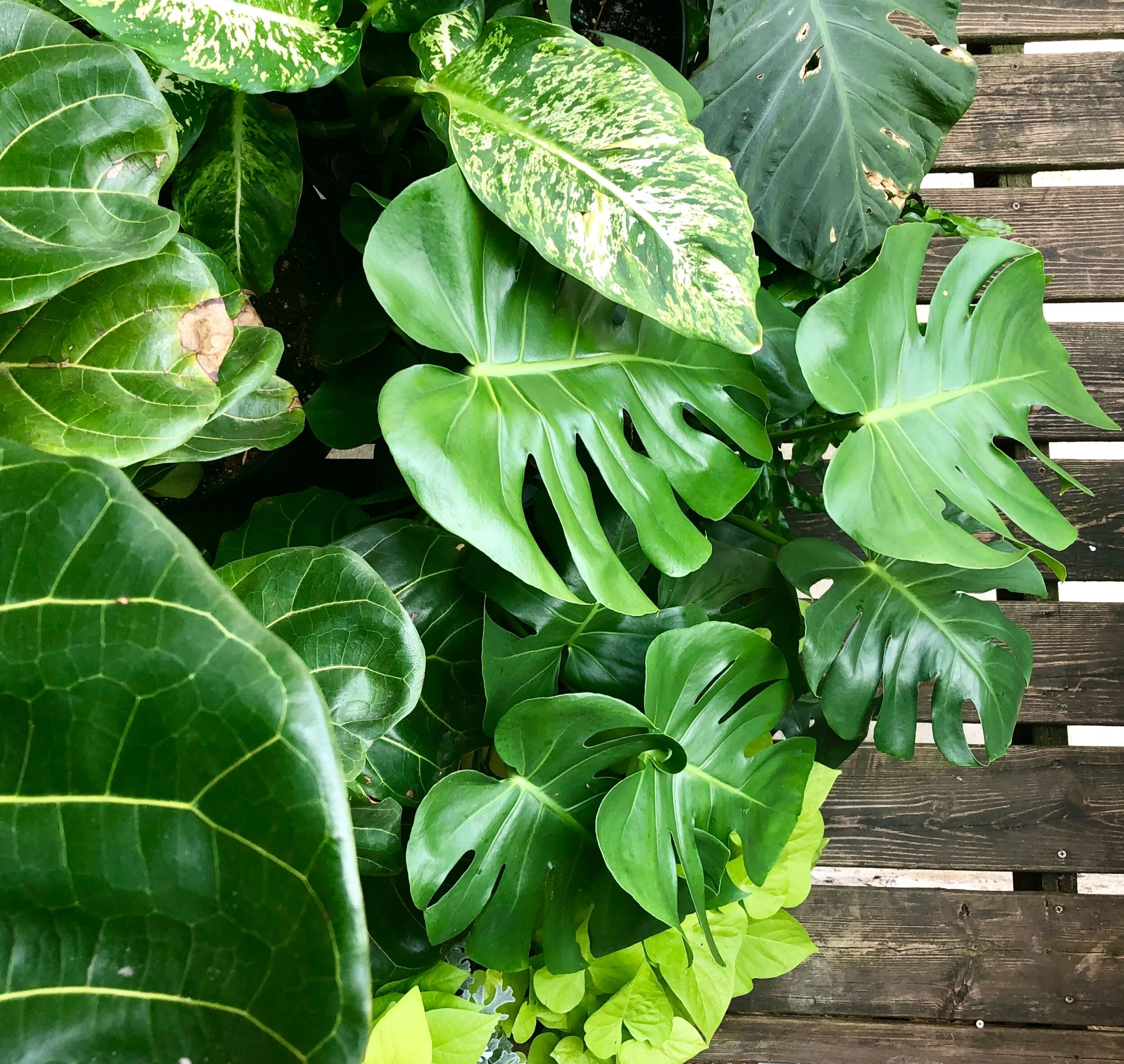 Winter Plant Survival Tips