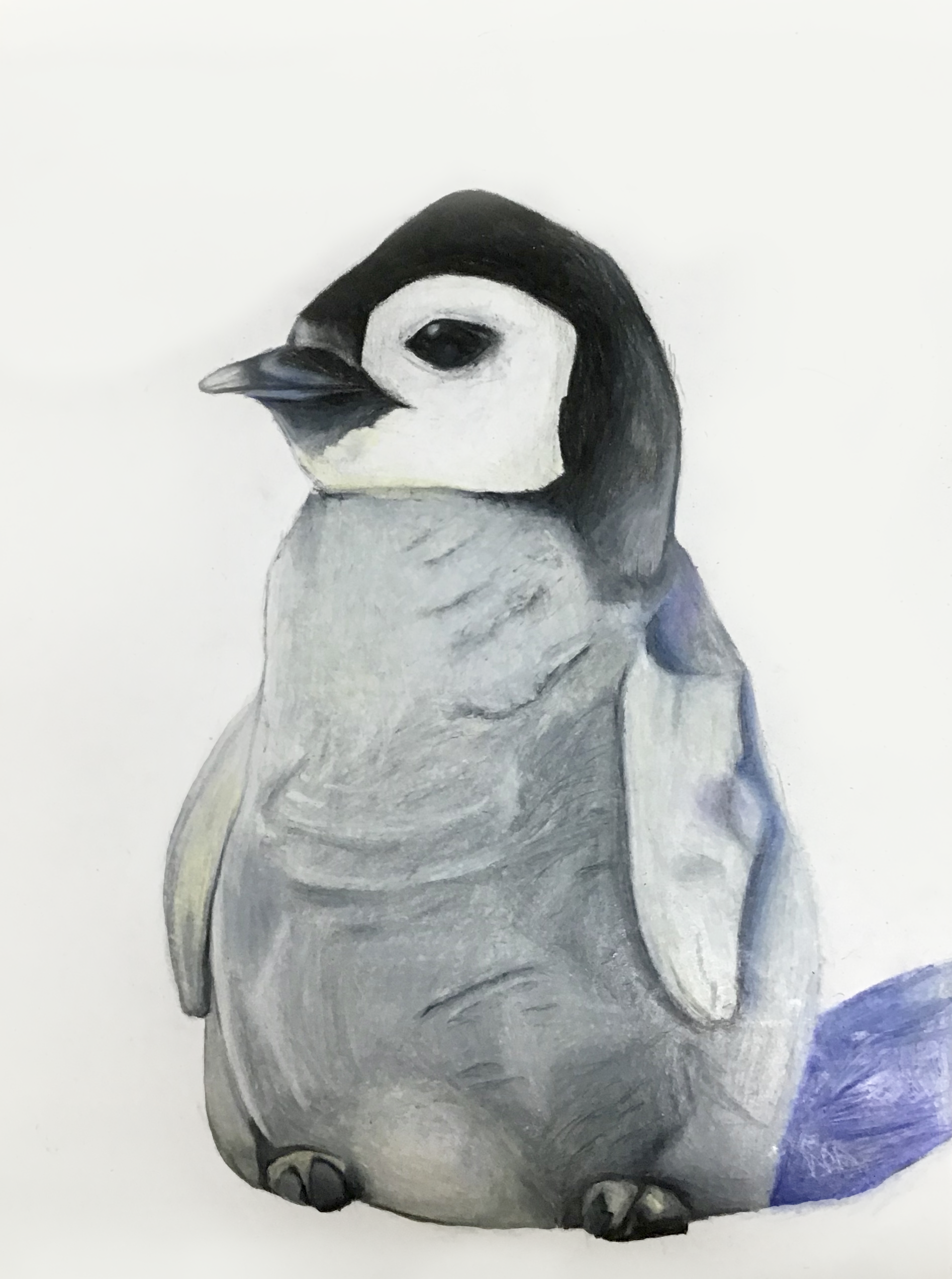 Penguin by Lexie Segal