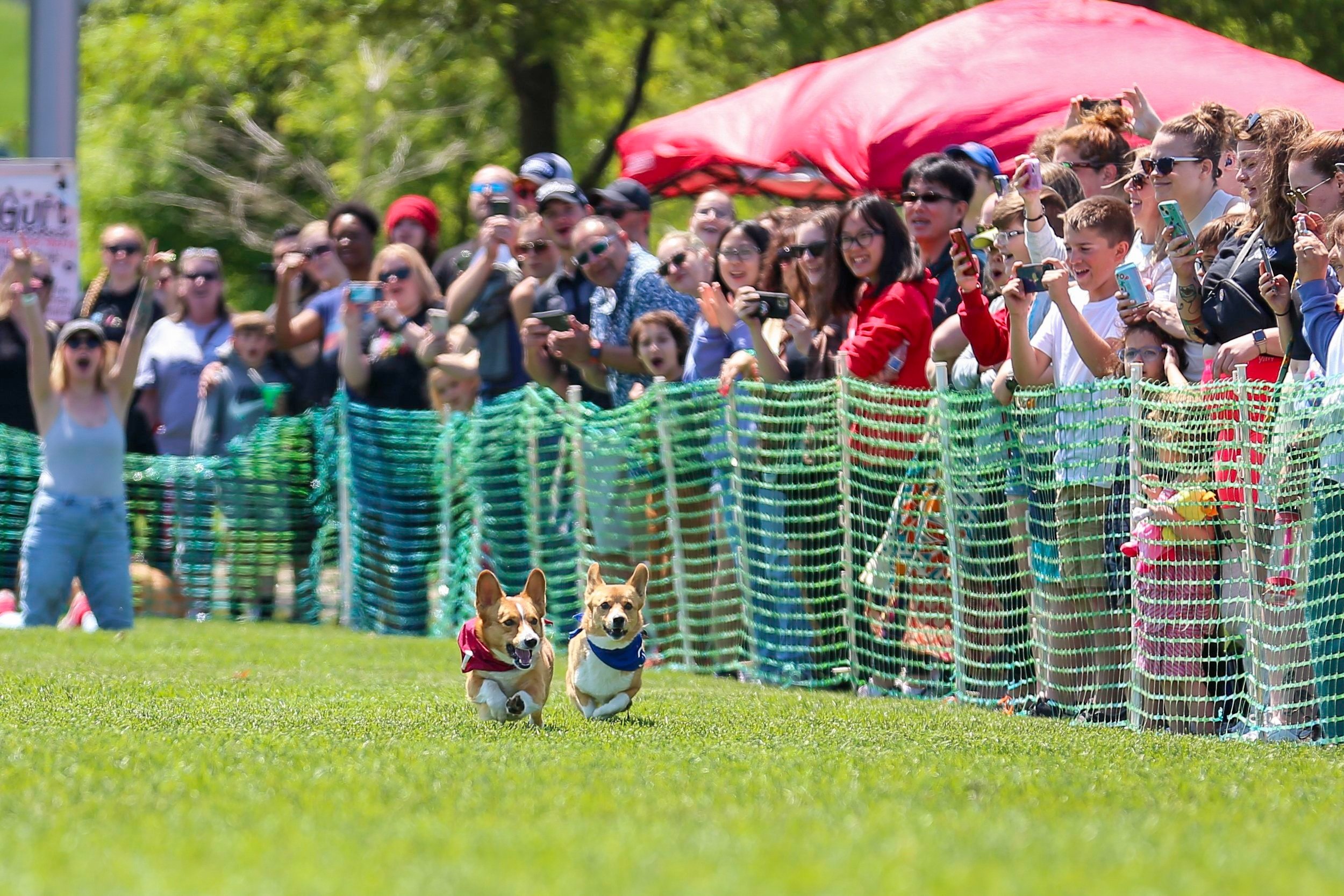 2023 Omaha Corgi Crew Races