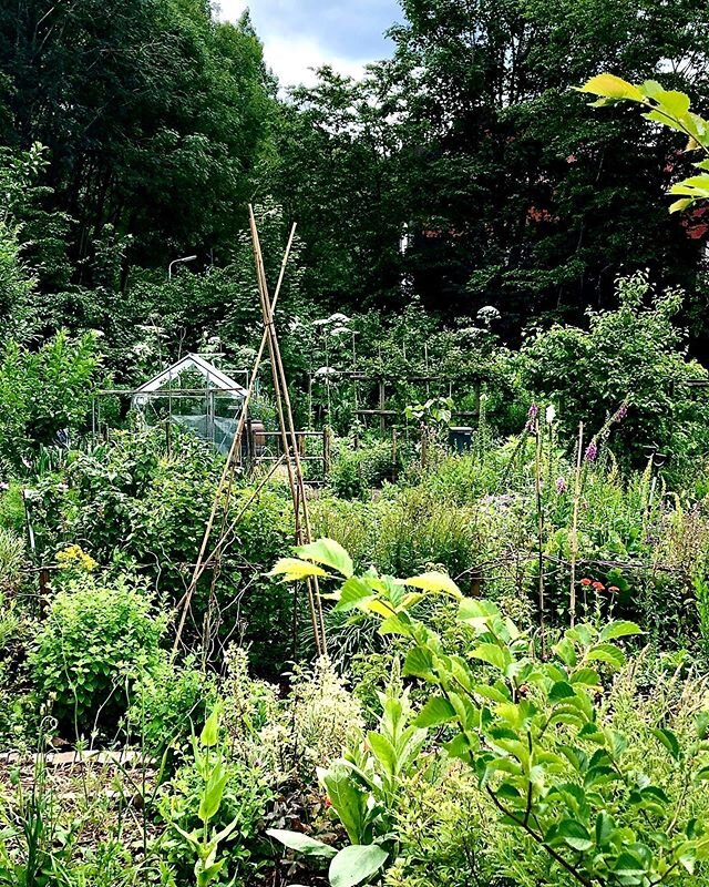 Vegetable garden magic.

Today was the summer solstice in the Netherlands. It was so beautiful, warm and mostly dry a perfect day for gardening. 
We visited Rene &amp; Erna&rsquo;s beautiful vegetable garden just on the edge of Amsterdam.

We picked 