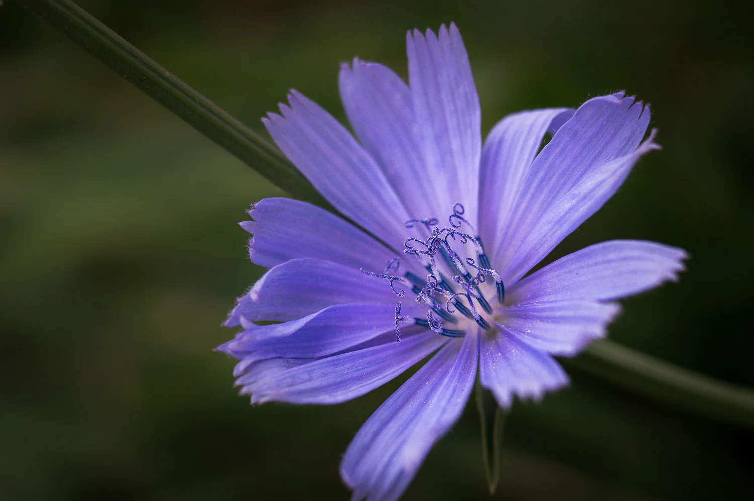 SS_flower-03557.jpg