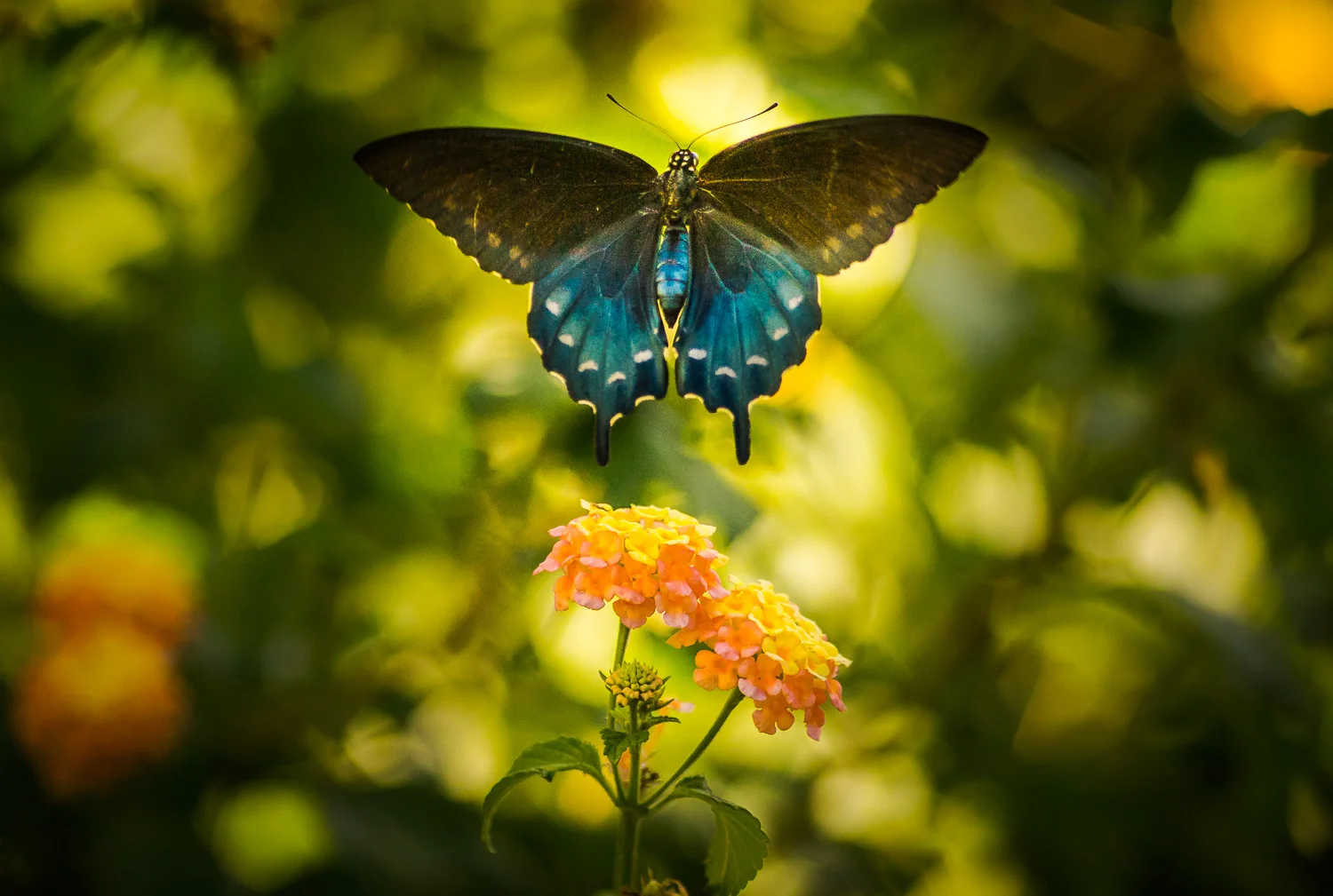 Swallowtail_Lantana-08580.jpg